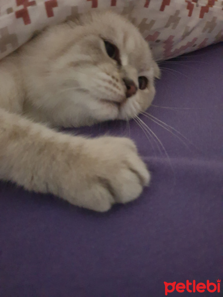 Scottish Fold, Kedi  Mars fotoğrafı