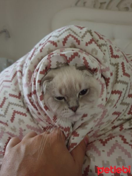 Scottish Fold, Kedi  Mars fotoğrafı