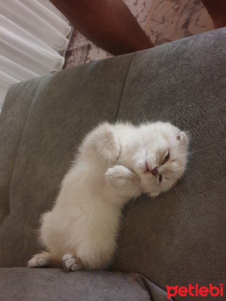 Scottish Fold, Kedi  Mars fotoğrafı