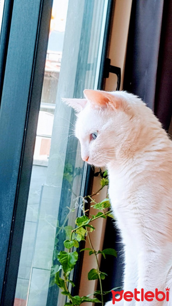 Van Kedisi, Kedi  Jane Claire fotoğrafı