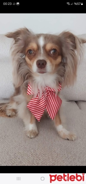 Chihuahua, Köpek  Çakıl fotoğrafı