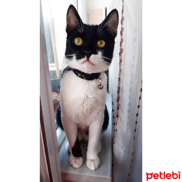 Tekir Kedi, Kedi  Kartal fotoğrafı