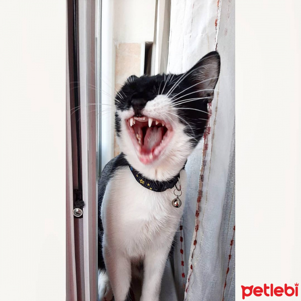 Tekir Kedi, Kedi  Kartal fotoğrafı