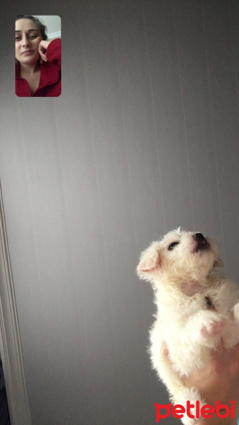Maltese, Köpek  Bulut fotoğrafı