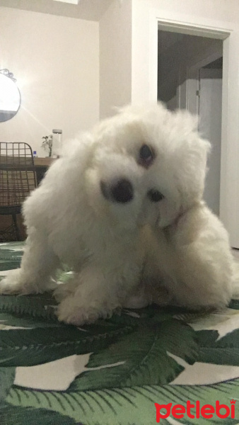 Maltese, Köpek  Bulut fotoğrafı