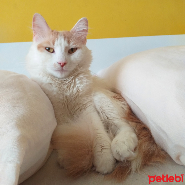 Tekir Kedi, Kedi  Şışıl fotoğrafı