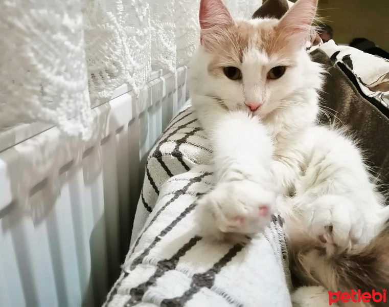Tekir Kedi, Kedi  Şışıl fotoğrafı