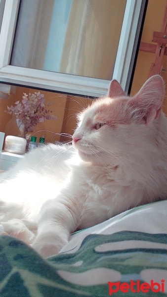 Tekir Kedi, Kedi  Şışıl fotoğrafı