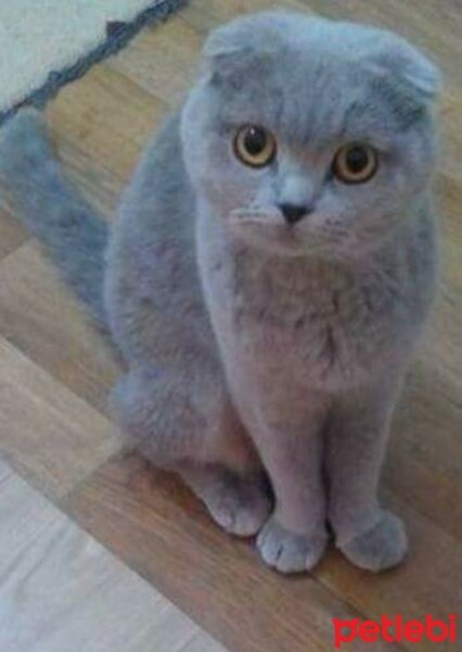 Scottish Fold, Kedi  Miya fotoğrafı