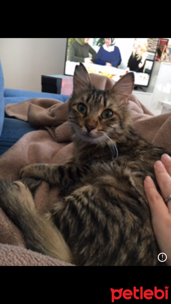 Tekir Kedi, Kedi  Yeşil fotoğrafı