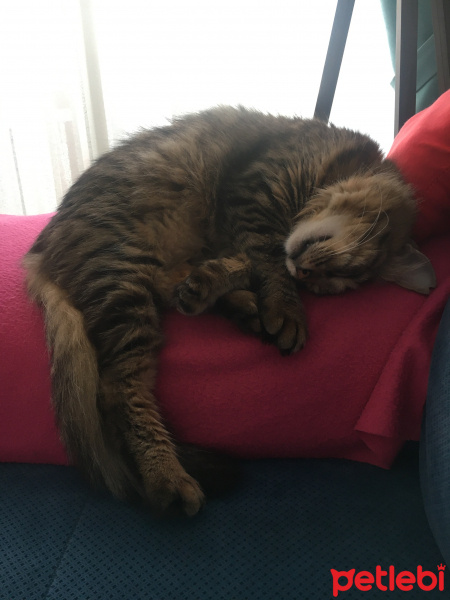 Tekir Kedi, Kedi  Yeşil fotoğrafı