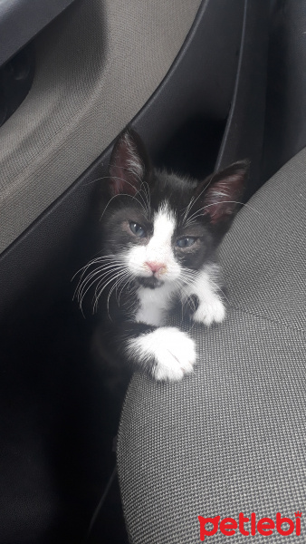 Tuxedo (Smokin) Kedi, Kedi  PATİK fotoğrafı