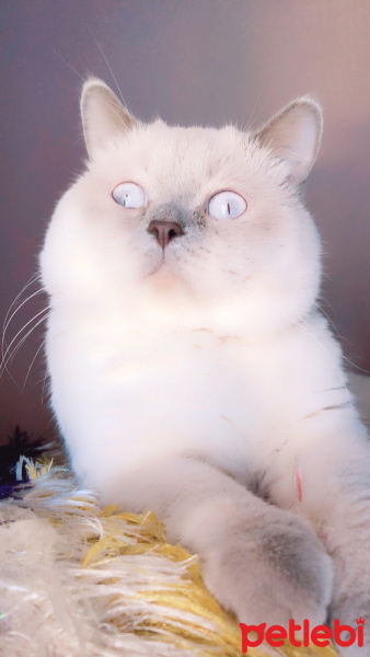 British Shorthair, Kedi  Tekila fotoğrafı