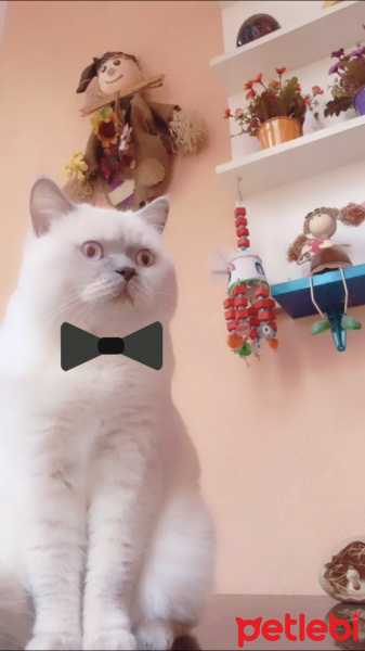 British Shorthair, Kedi  Tekila fotoğrafı