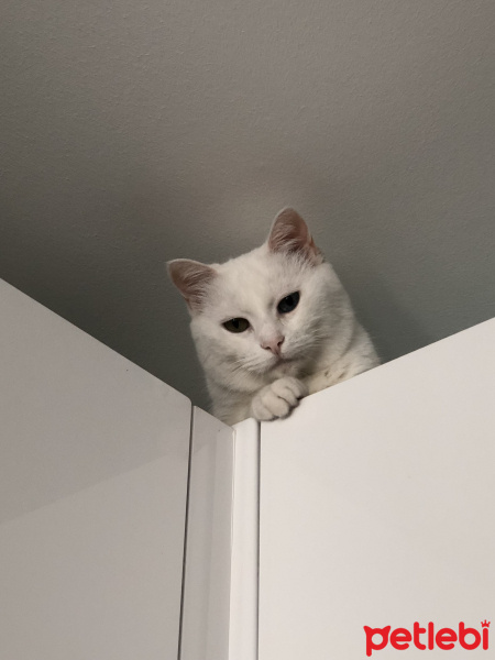 Ankara Kedisi, Kedi  Mercan fotoğrafı