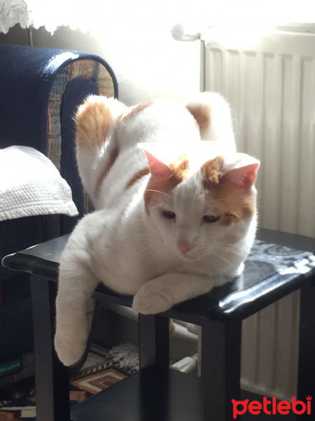 Tekir Kedi, Kedi  Çakır fotoğrafı