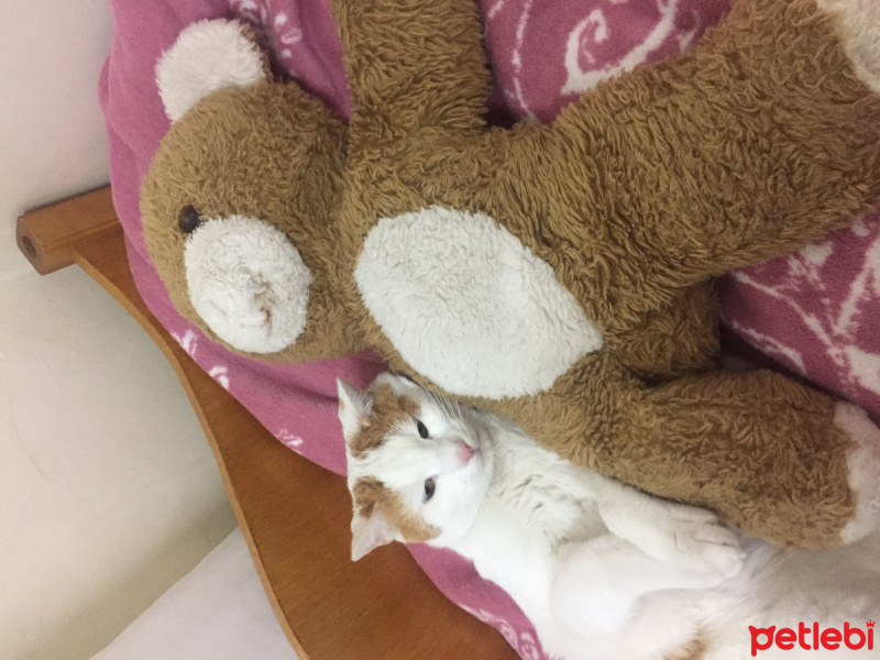 Tekir Kedi, Kedi  Çakır fotoğrafı