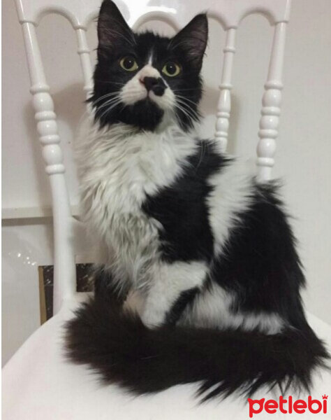 Tuxedo (Smokin) Kedi, Kedi  Freddy fotoğrafı