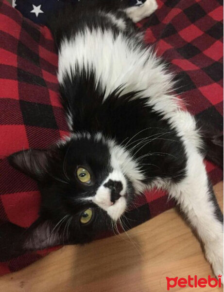 Tuxedo (Smokin) Kedi, Kedi  Freddy fotoğrafı