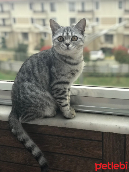 British Shorthair, Kedi  Coco fotoğrafı