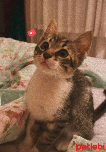 Tekir Kedi, Kedi  Jungle fotoğrafı