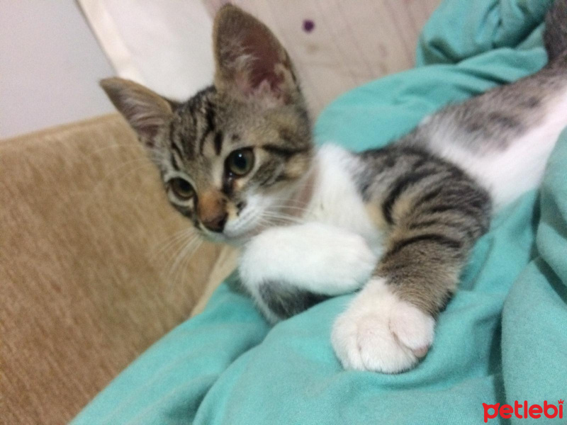 Tekir Kedi, Kedi  Jungle fotoğrafı