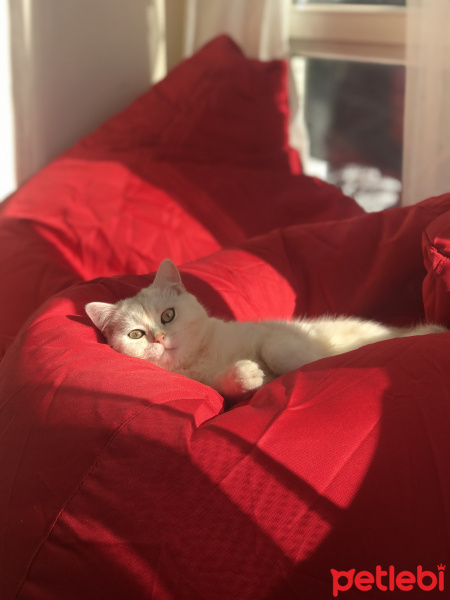 British Shorthair, Kedi  Pamuk fotoğrafı