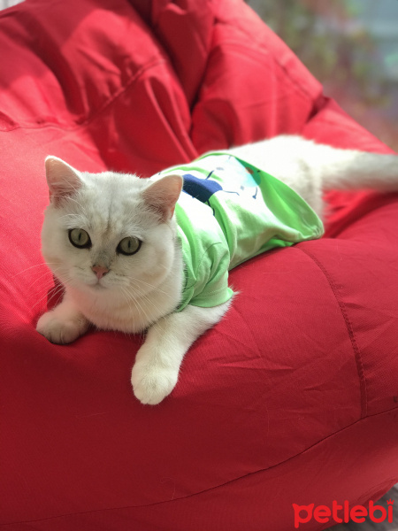 British Shorthair, Kedi  Pamuk fotoğrafı