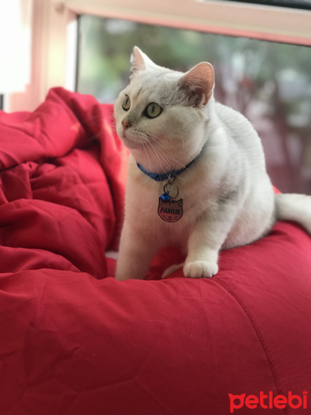 British Shorthair, Kedi  Pamuk fotoğrafı