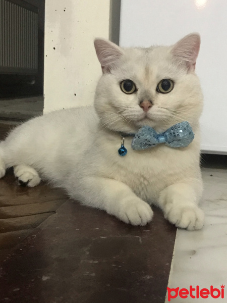 British Shorthair, Kedi  Pamuk fotoğrafı