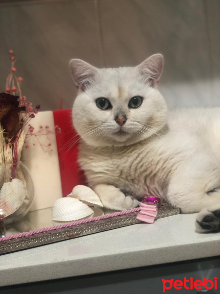 British Shorthair, Kedi  Pamuk fotoğrafı