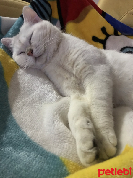 British Shorthair, Kedi  Pamuk fotoğrafı