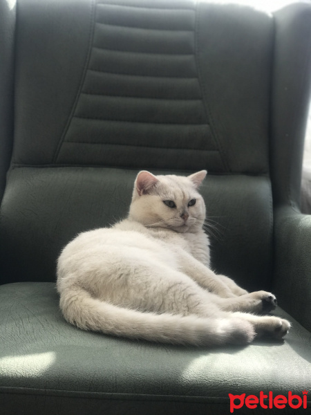 British Shorthair, Kedi  Pamuk fotoğrafı