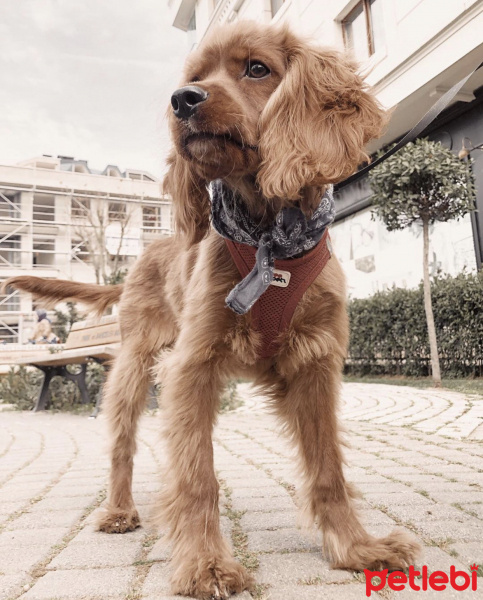 İngiliz Cocker Spaniel, Köpek  Uzo fotoğrafı