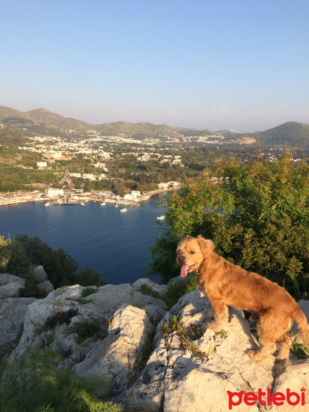 Maltese, Köpek  Lui fotoğrafı