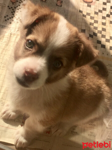 Collie, Köpek  Oscar fotoğrafı