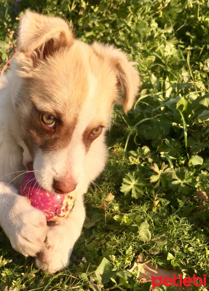 Collie, Köpek  Oscar fotoğrafı