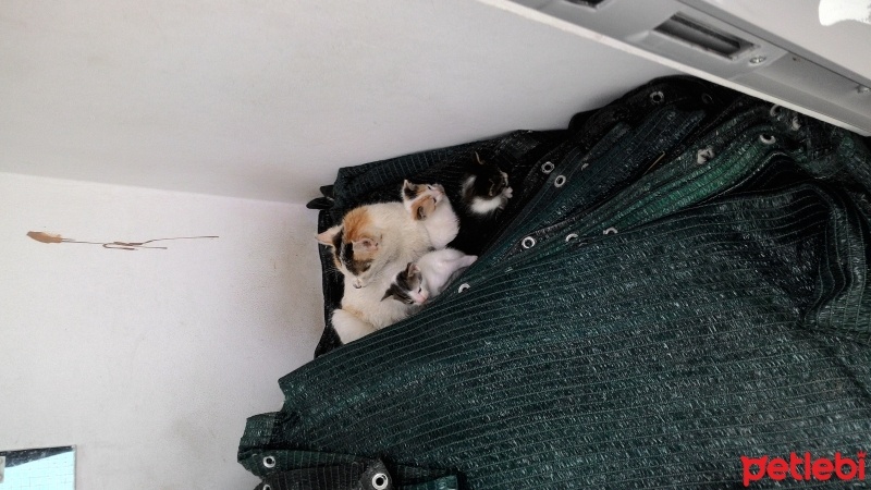 Abyssinian, Kedi  3 adet yeni doğmuş bebek fotoğrafı