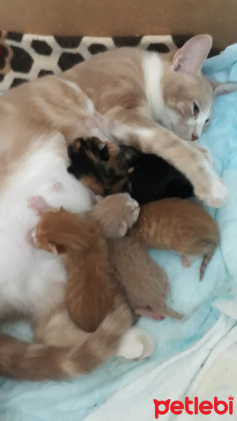Tekir Kedi, Kedi  Yumak fotoğrafı