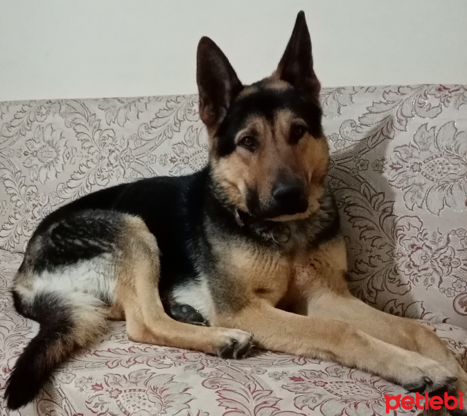 Alman Çoban Köpeği, Köpek  Cesur fotoğrafı