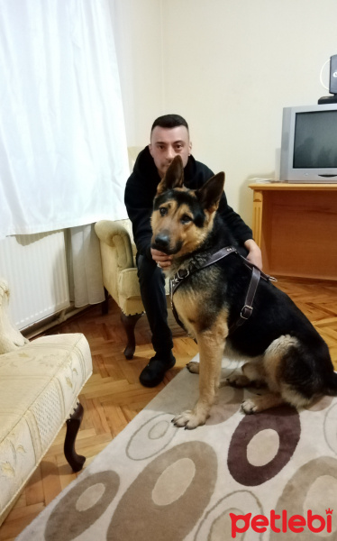 Alman Çoban Köpeği, Köpek  Cesur fotoğrafı