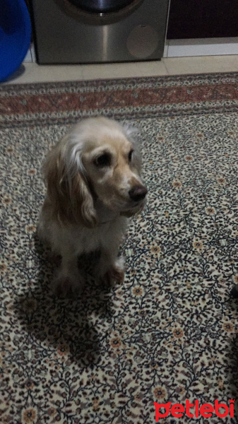 Amerikan Cocker Spaniel, Köpek  Bella fotoğrafı