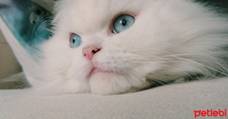 Chinchilla, Kedi  Betty fotoğrafı