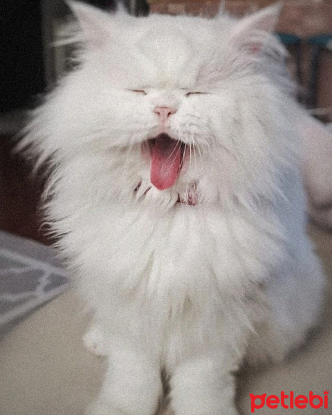 Chinchilla, Kedi  Betty fotoğrafı