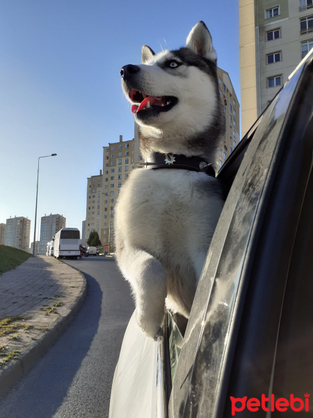 Sibirya Kurdu (Husky), Köpek  Ice fotoğrafı