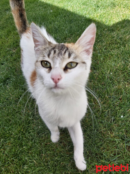 Singapura, Kedi  Kızım fotoğrafı