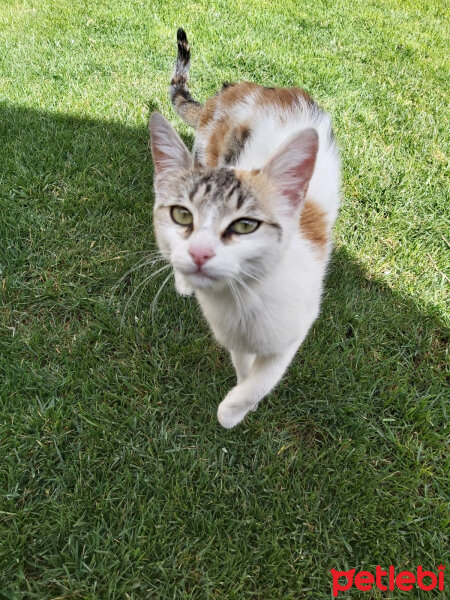 Singapura, Kedi  Kızım fotoğrafı