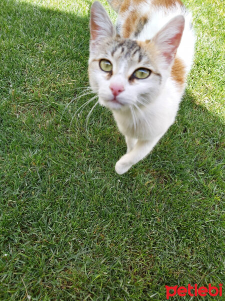 Singapura, Kedi  Kızım fotoğrafı