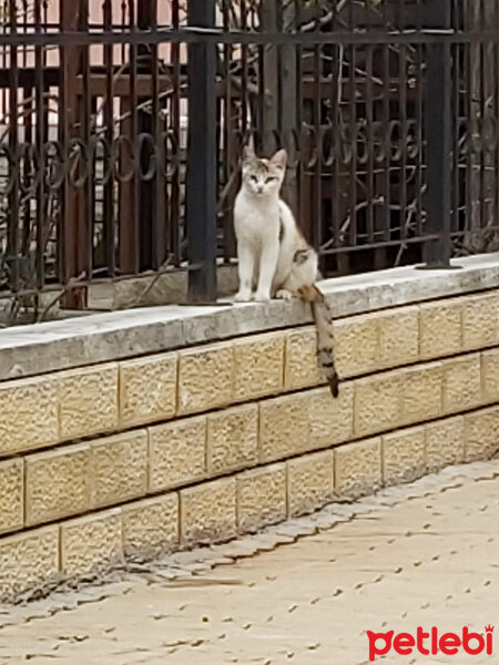 Singapura, Kedi  Kızım fotoğrafı