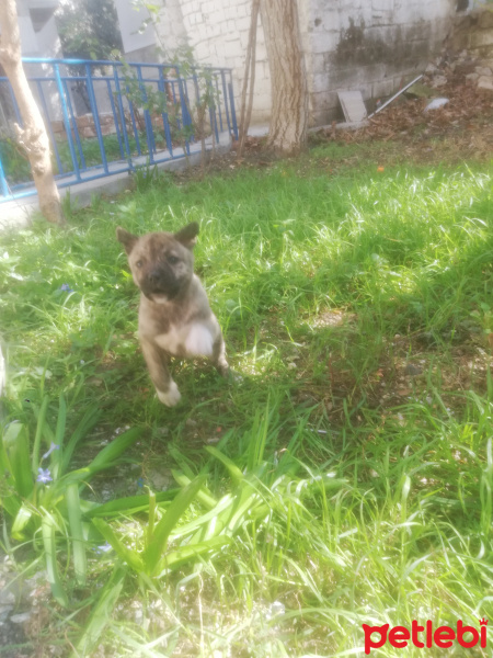 Amerikan Pitbull Terrier, Köpek  Nova fotoğrafı